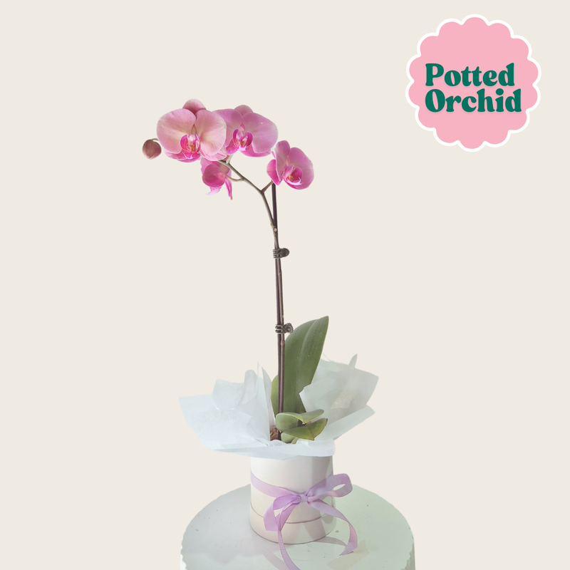 Potted Phalaenopsis Orchid