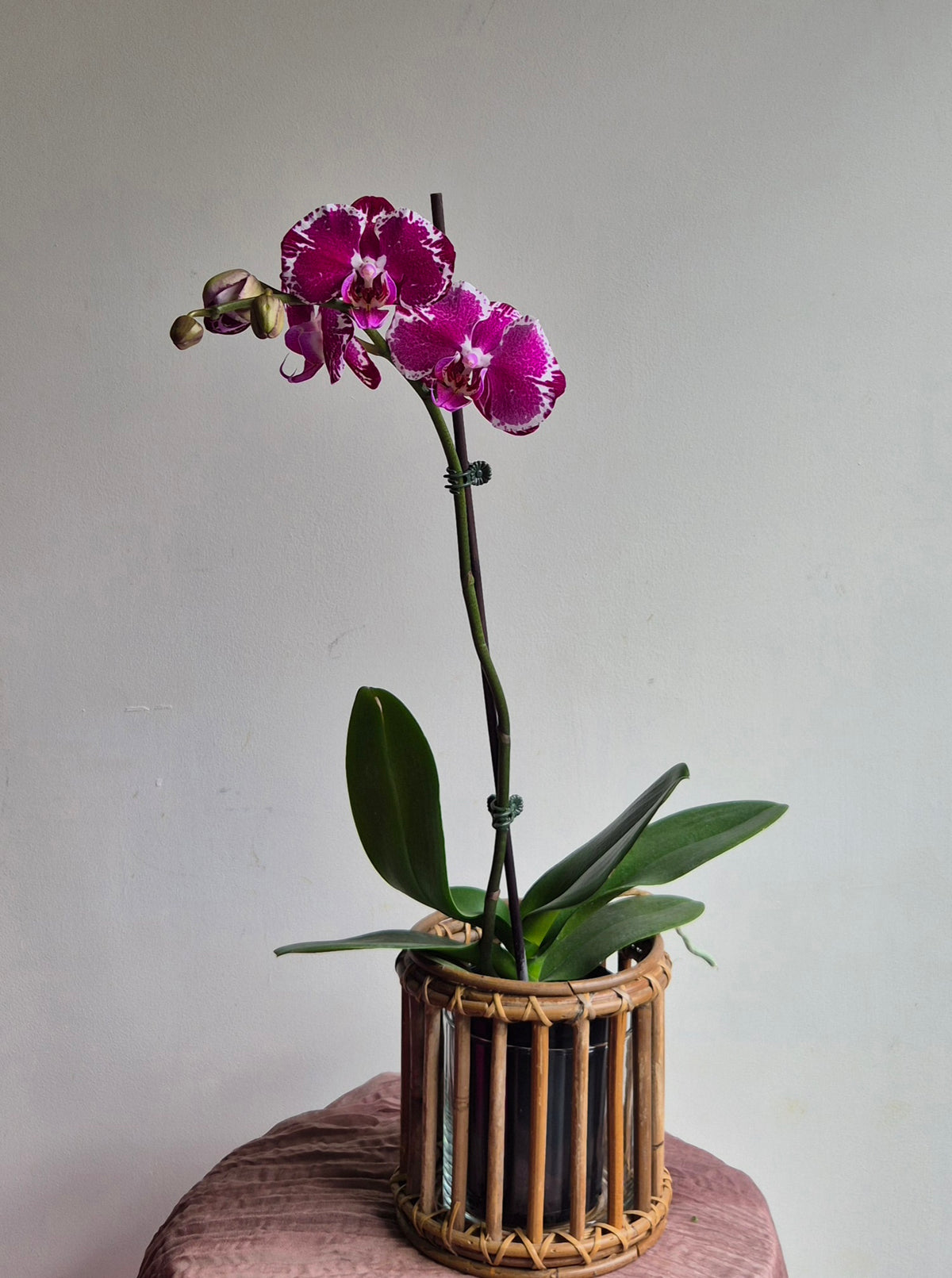 Potted Phalaenopsis Orchid