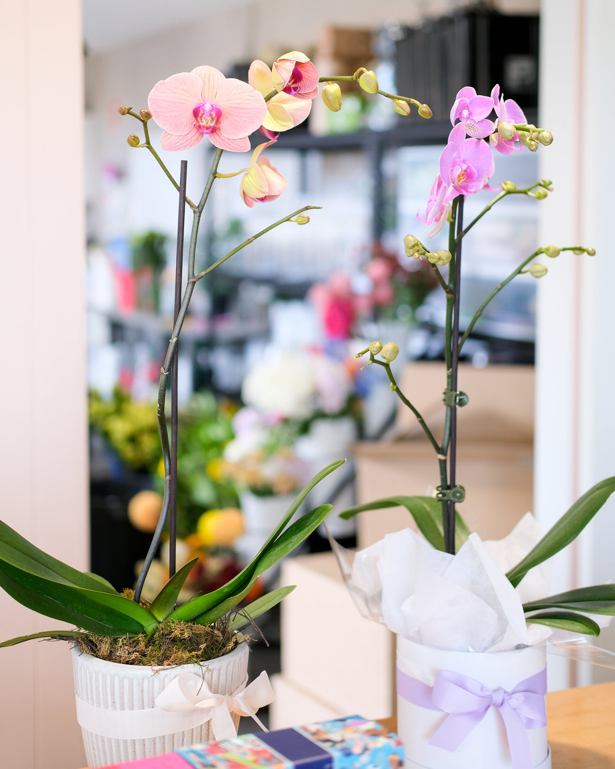 Potted Phalaenopsis Orchid