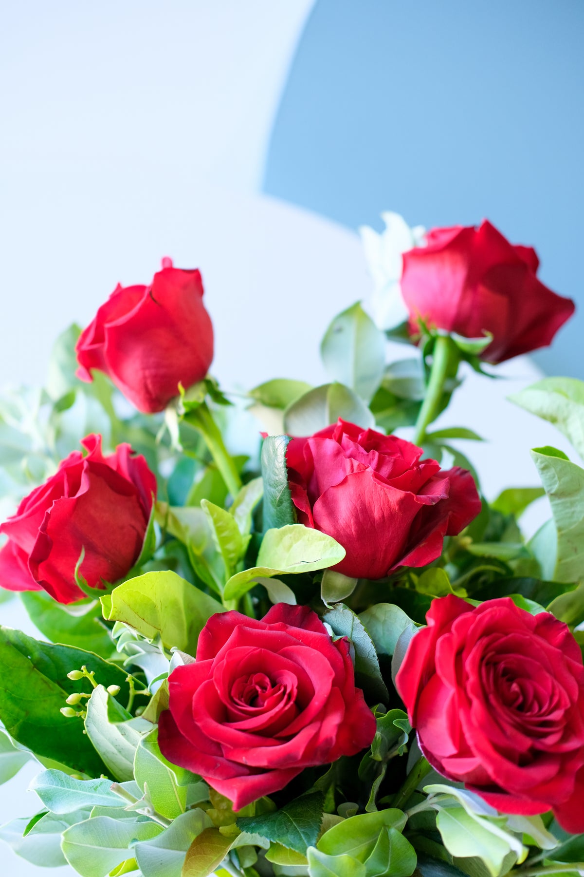 XOXO  - Half Dozen Red Roses Valentines Day