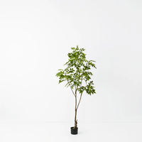 Japanese Lacquer Tree