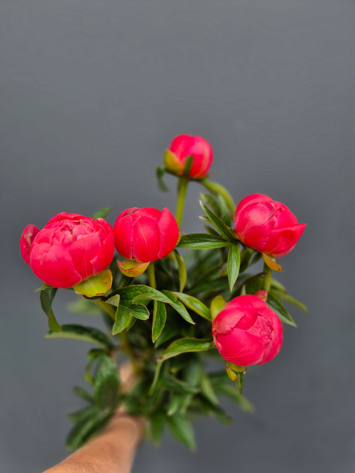 PEONIES!!!!!